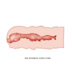 Crazy Bull Masturbator Sleeve - Isabel - Image 6