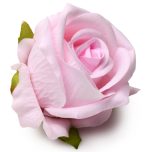 The Rose Lovers Gift Box Bloomgasm - Pink - Image 8